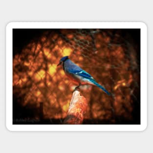 Blue Jay Wild Fire Sticker